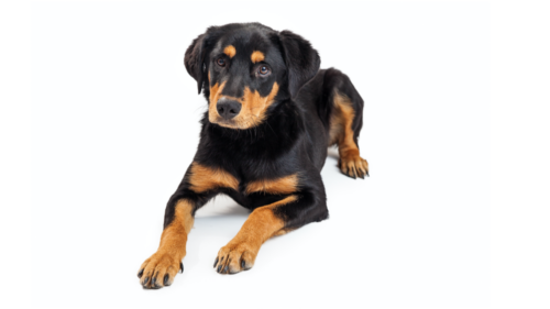 Double Dog In-Home Puppy Obedience Foundation