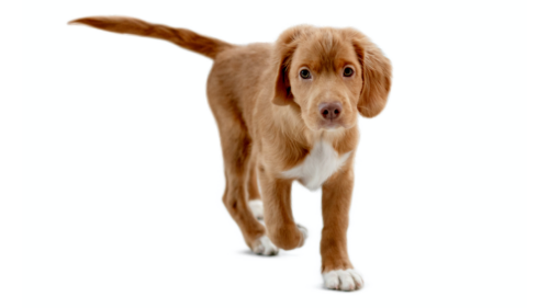 Puppy Pre-K Board And Train