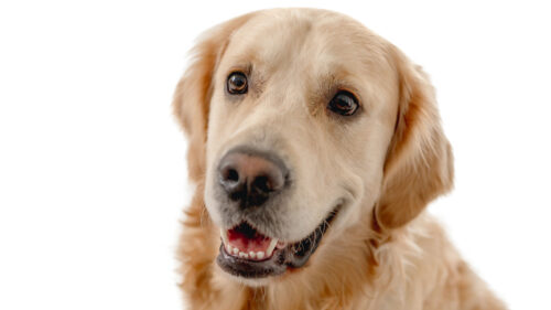 Double Dog Advanced Obedience Board & Train